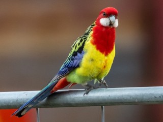 parrot-for-sale