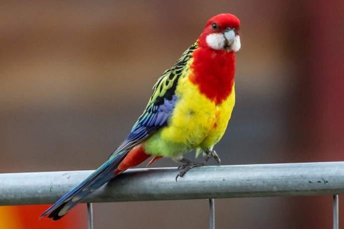 parrot-for-sale-big-0