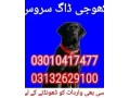 army-dog-center-03010417477-khoji-dog-small-0