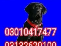 army-dog-center-03010417477-khoji-dog