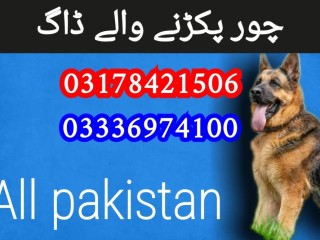 army-dog-center-islamabad-03336974100