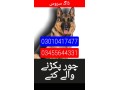 army-dog-center-abbottabad-03010417477-small-0