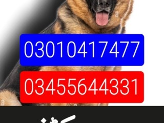 army-dog-center-abbottabad-03010417477