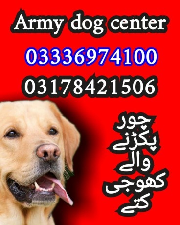 army-dog-center-peshawar-03336974100-big-0