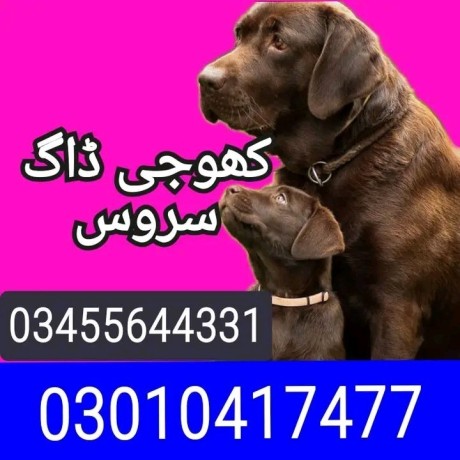 army-dog-center-faisalabad-03010417477-big-0