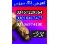 army-dog-center-sadiqabad-03010417477-small-0