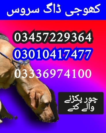 army-dog-center-sadiqabad-03010417477-big-0