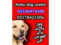 army-dog-center-karachi-03336974100-small-0