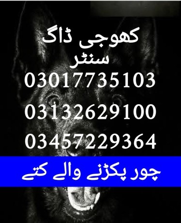 army-dog-center-okara-03017735103-big-0