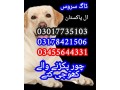 army-dog-center-lahore-03010417477-small-0