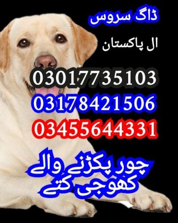 army-dog-center-lahore-03010417477-big-0