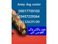 army-dog-center-pakistan-03017735103-small-0