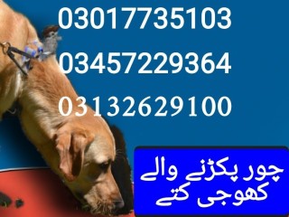 army-dog-center-pakistan-03017735103
