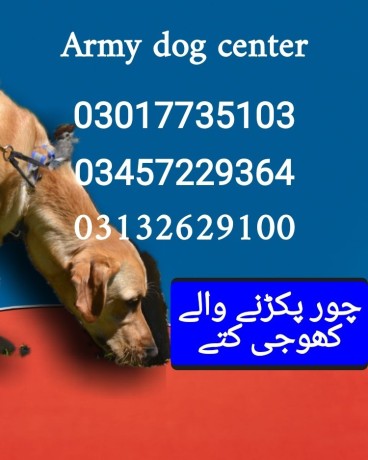 army-dog-center-pakistan-03017735103-big-0