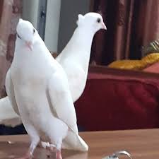 Do you love white pigeons?