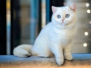 British shorthair Queen for Home Cattery