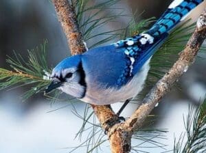 Nice birde is very peaceful and beautiful