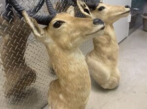 Top quality Lion/impalla/antelope/deer/bear/moose/buffalo and base Taxidermy for sale