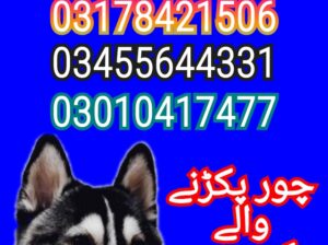 Army dog center pakistan 03017735103