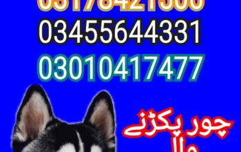 Army dog center pakistan 03017735103