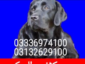 Army dog center karachi 03336974100