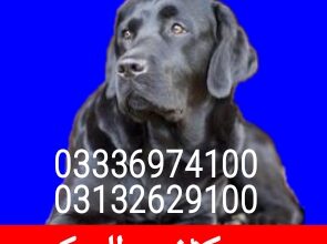 Army dog center pakistan 03336974100