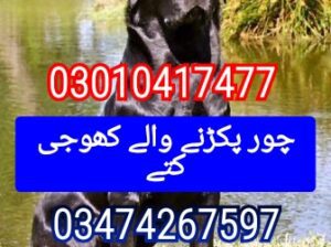 Army dog center lahore 03010417477