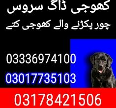 Khoji Dogs number 03017735103