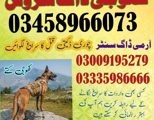 Khoji Dogs | Contact #03009195279