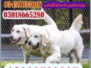 Army dog center islamabad 03018665280