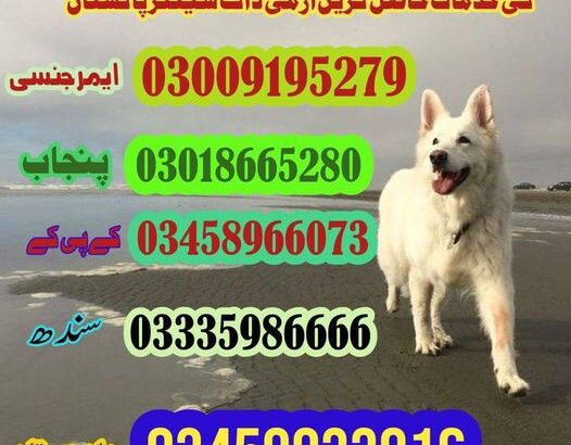 army dog center sargodha 03018665280 #k9dogs