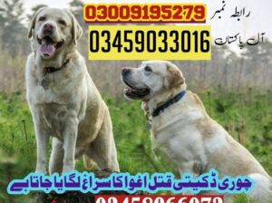 Army Dog Center Pakistan 03458966073