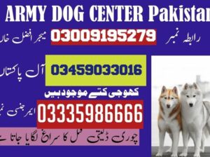 ARMY DOG CENTER KARACHI 03009195279