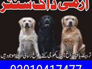 Army dog centre rahim yar khan 03010417477