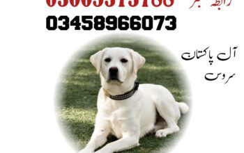 ARMY DOG CENTER ABBOTTABAD 03335986666