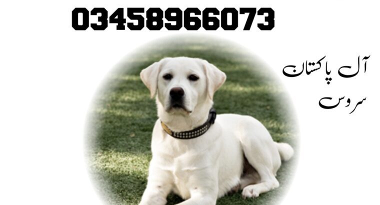 ARMY DOG CENTER ABBOTTABAD 03335986666