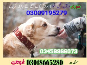 Army Dog center Attock 03458966073 کھوجی کتے