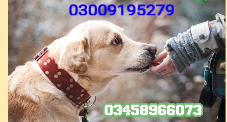 Army Dog center Attock 03458966073 کھوجی کتے