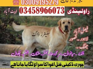 ARMY DOG CENTER FAISALABAD (03018665280) کھوجی کتے