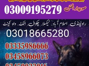 Army dog center Fateh Jang (03458966073)